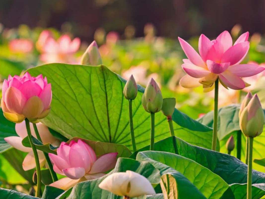 cultural-symbols-lotus-flower-india