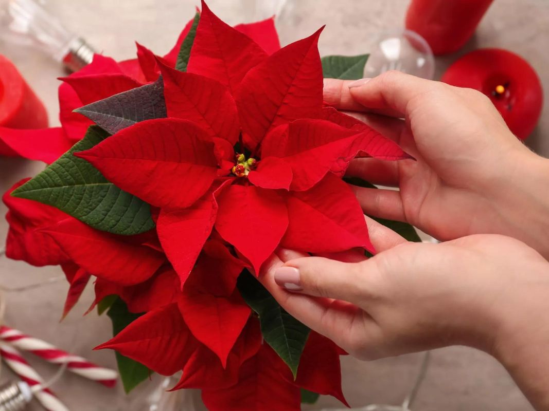 christmas-symbols-poinsettia